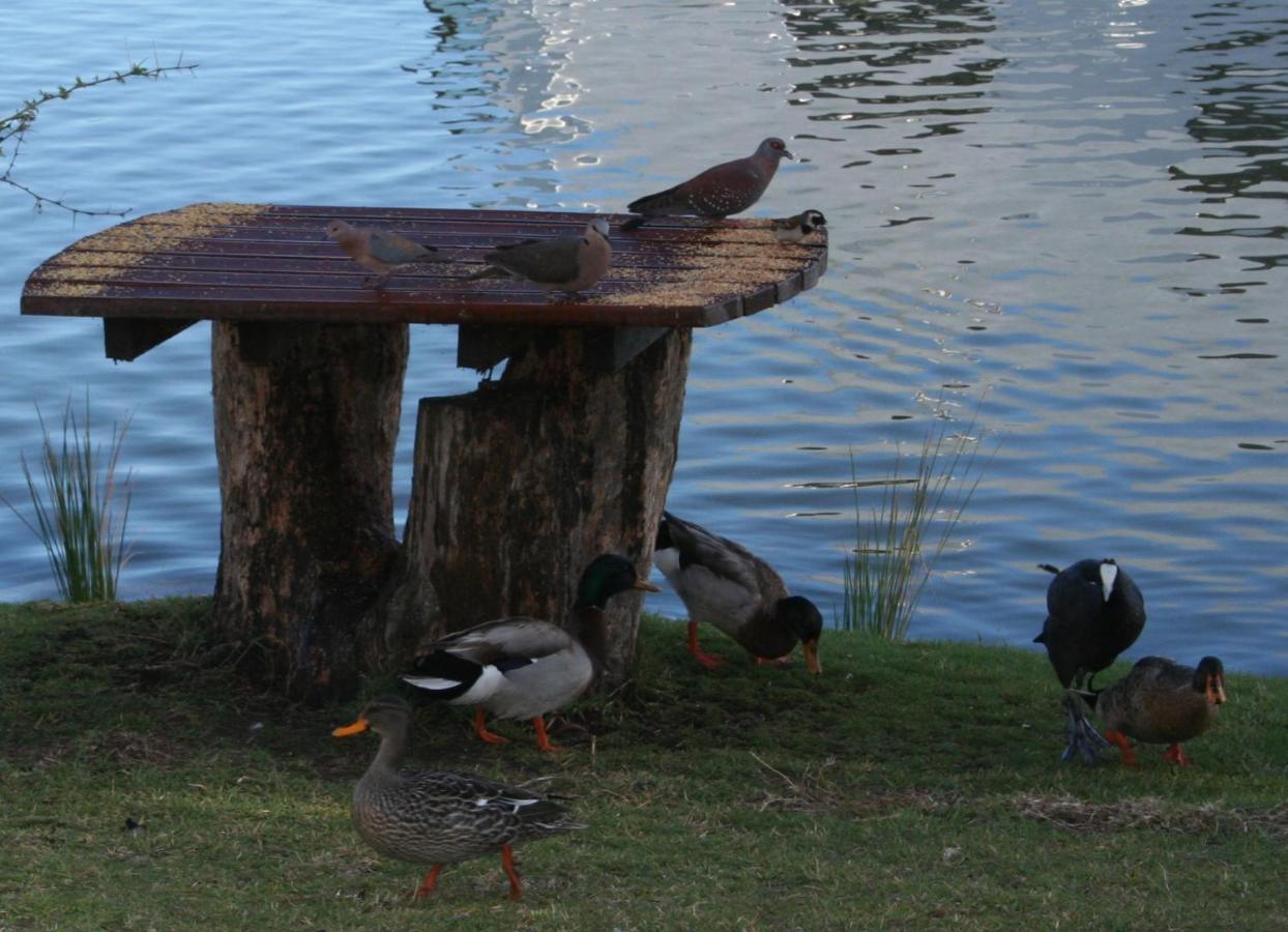 Vlei Cove Guesthouse Kapstaden Eksteriør billede